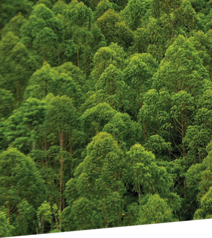 Kupując produkty FAKRO wykonane z drewna mamy pewność, że pochodzi ono z lasu zarządzanego zgodnie z zasadami Dobrej Praktyki Leśnej, czyli przy poszanowaniu dobra przyrody i żyjących lokalnie społeczności (fot. mat. prasowe FAKRO)